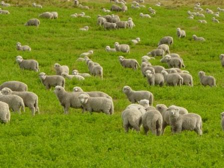sheep in a pasture
